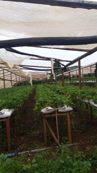 Vendavais e granizo castigam regiÃ£o da CantuquiriguaÃ§u